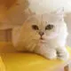 金妮