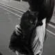 猫体系