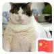 大猫