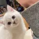 鸡毛美丽
